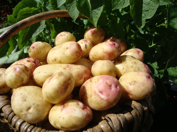 Seed Potatoes 'King Edward' 2KG