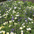 Mr Fothergills RHS Shake and sow Flowers for wildlife Cool mix 33574