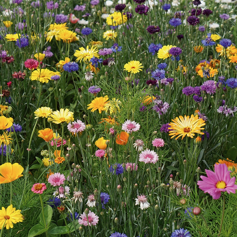 rhs wildflower seeds Mr Fothergills RHS Shake and sow Flowers for wildlife Cool mix 33574