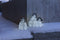 Konstmide LED Acrylic Penguin Family 6270-203