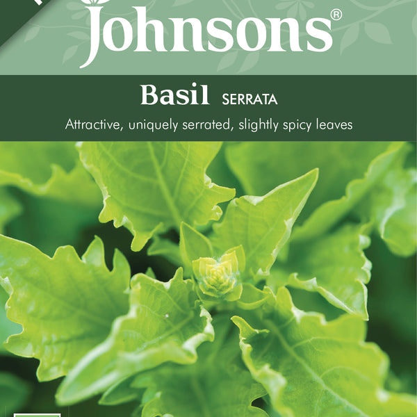 Johnsons Seeds Ocimum basilicum Basil Red Leaved Thorns DIY