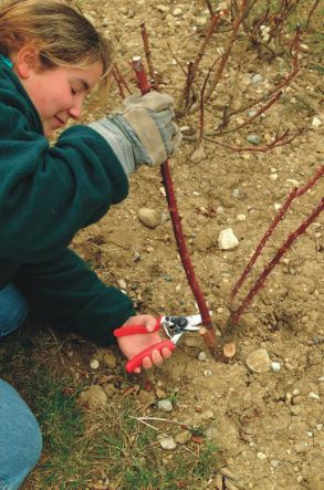 Felco Model 10 Professional Left Handed Secateurs L562