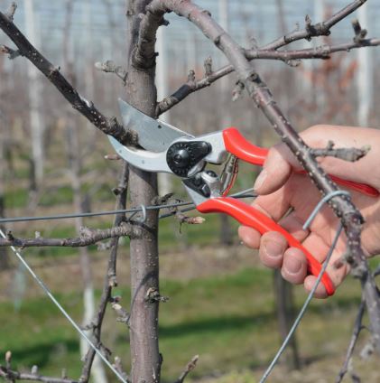 Felco Model 2 Felco Model 2 Original Secateurs L109 | Thorns DIY