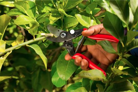 Felco L83 No: 5 Secateurs