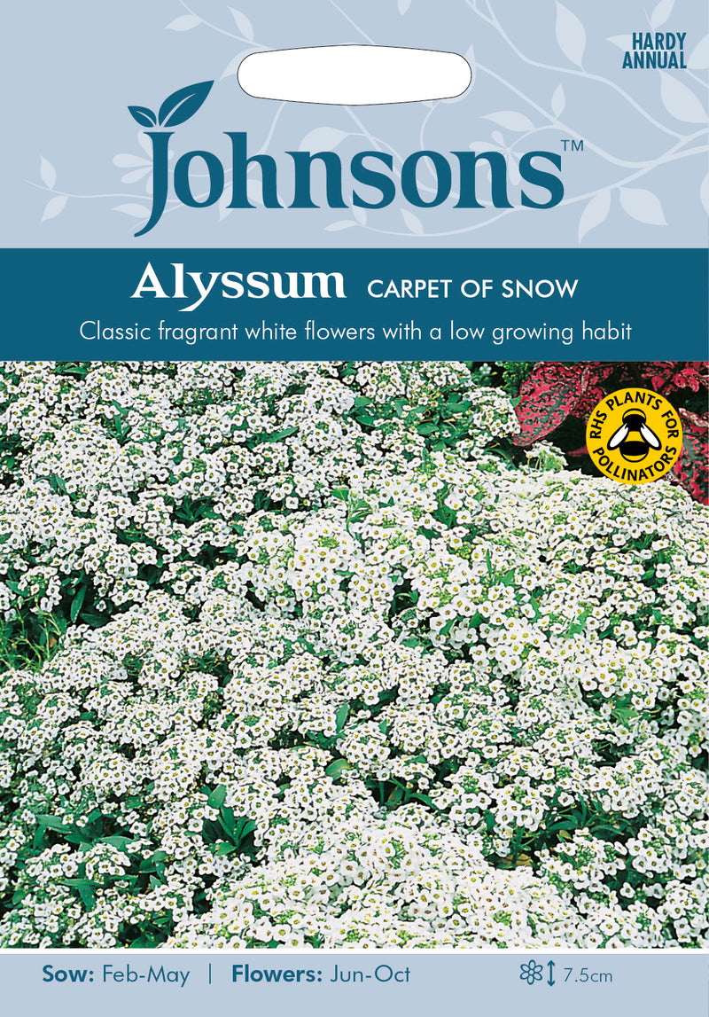 Johnsons Seeds Alyssum Carpet of Snow