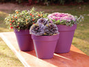 Ronseal Garden Paint Purple Berry 750ml