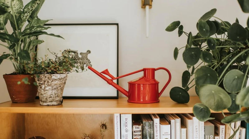 Haws The Langley Sprinkler Red Watering Can 1 Pint