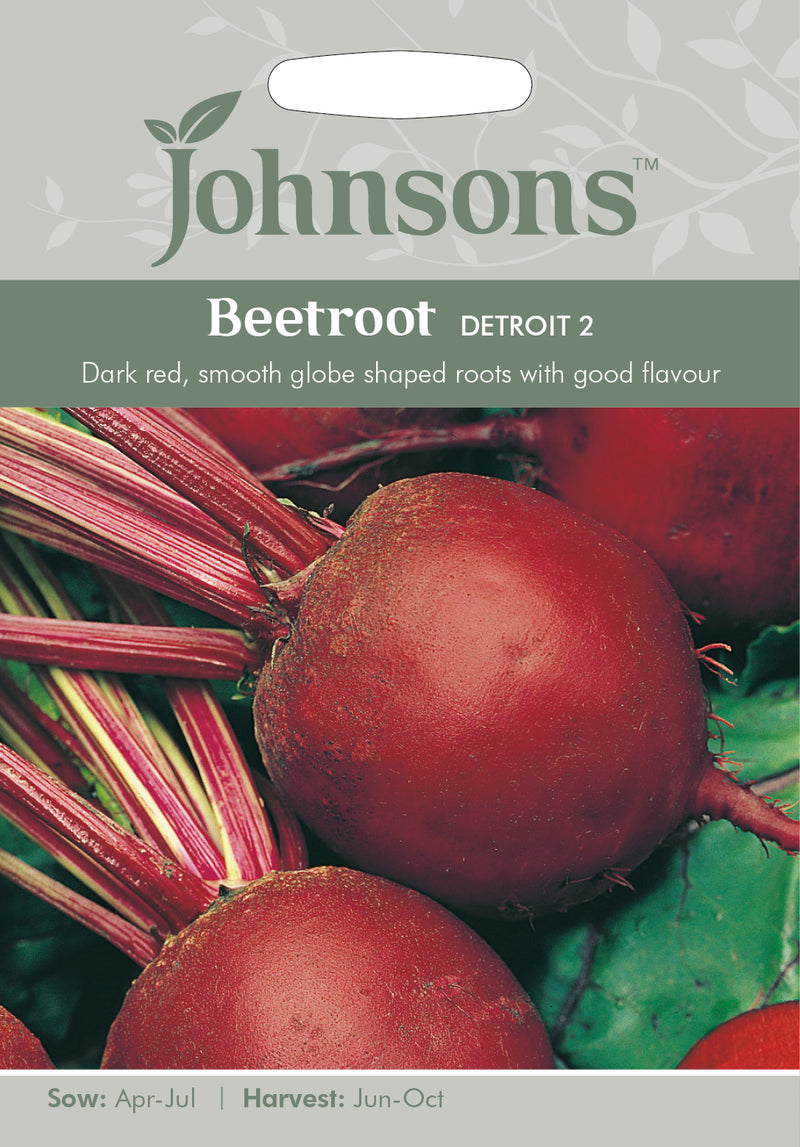 Johnsons 121013 Beta vulgaris - Beetroot Detroit 2