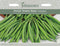 Johnsons Seeds Dwarf Bean Tendergreen