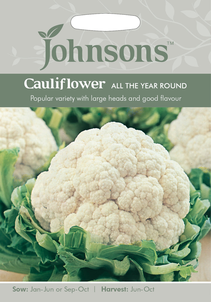 Johnsons 121037 Brassica oleracea Botrytis - Cauliflower All the Year Round