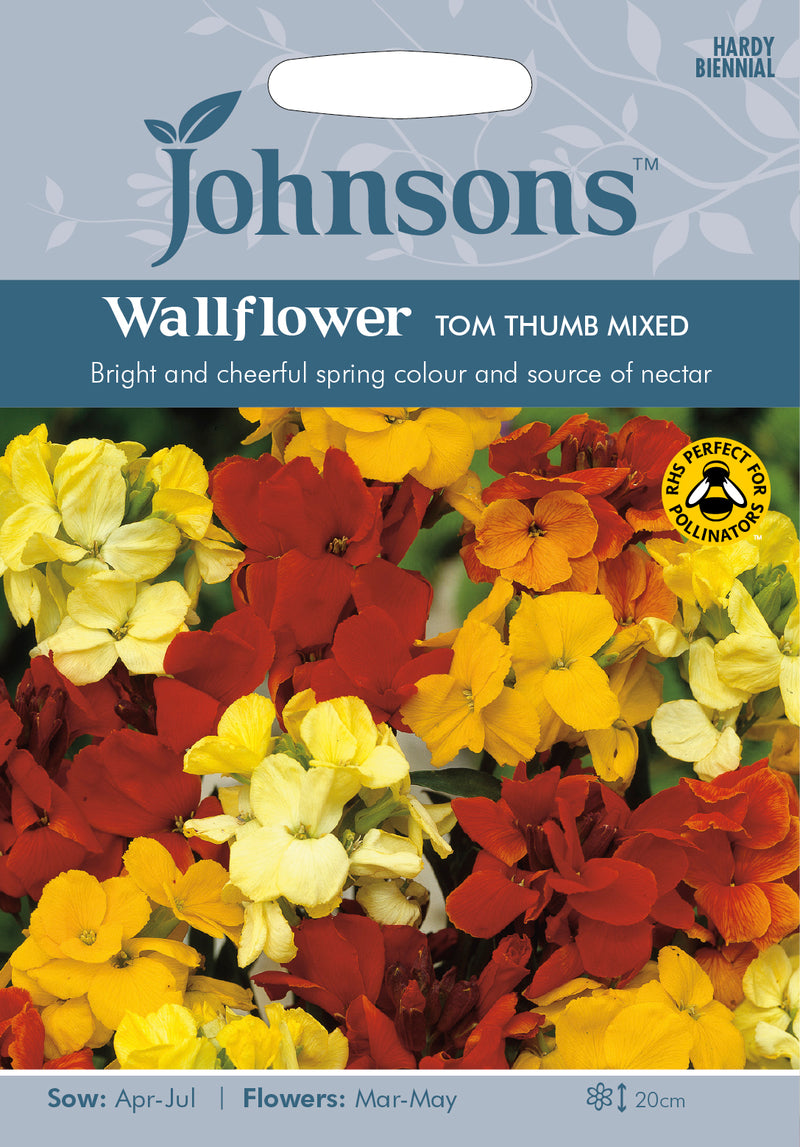 Johnsons Seeds Erysimum cheiri - Wallflower Tom Thumb Mixed