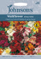 Johnsons Seeds Erysimum cheiri - Wallflower Single Mixed