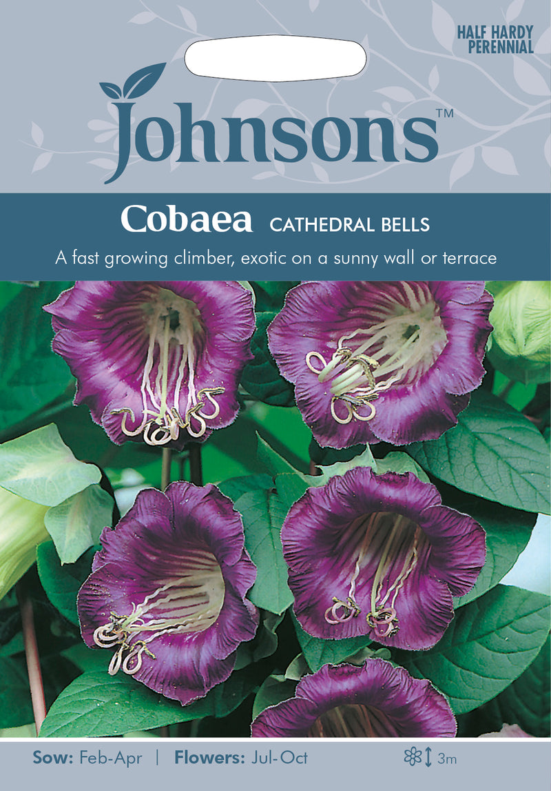 Johnsons Seeds Cobaea scandens- Cobaea Cathedral Bells - Cup and Saucer Plant