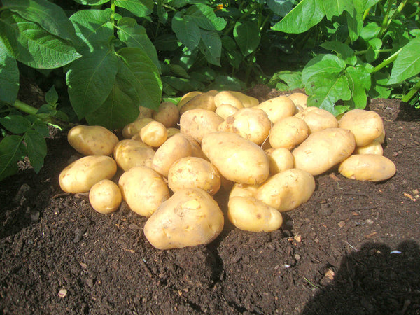 Seed Potatoes 'Arran Pilot' 2KG
