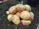 Seed Potatoes 'Cara' 2KG