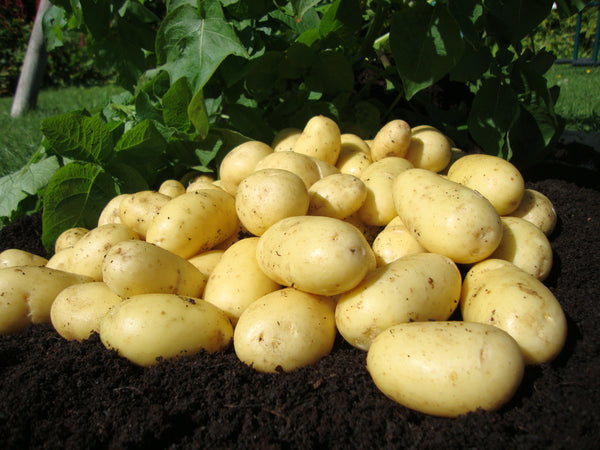 Seed Potatoes 'Charlotte' 2KG