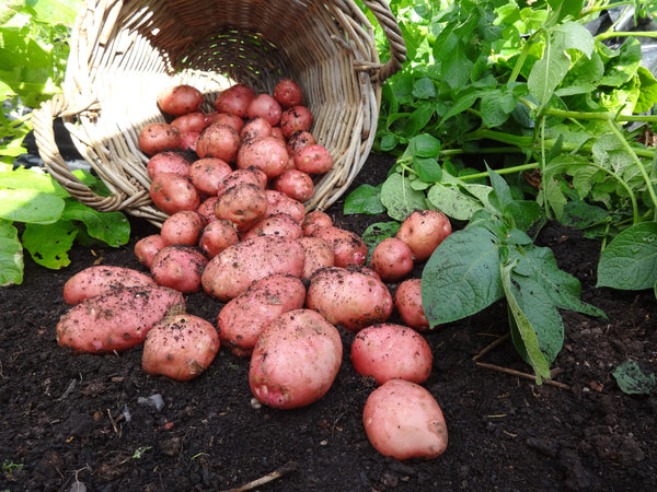 Seed Potatoes 'Desiree' 2KG