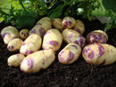 Seed Potatoes 'Kestrel' 2KG