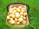 Seed Potatoes 'Maris Peer' 2KG