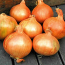 Onion 'Stuggart' 250g