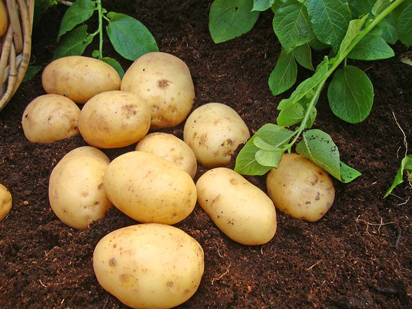 Seed Potatoes 'Nicola' 2KG