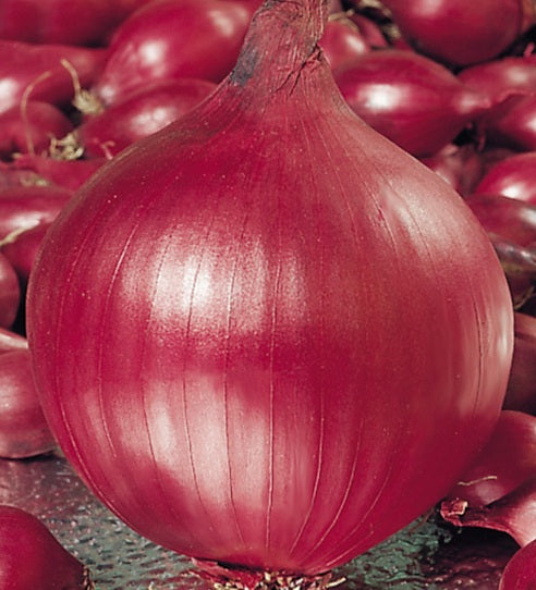 Onion Seeds 'Red Baron' 250g